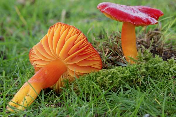 Two mushrooms, gold and orange on the stem and underside of the cap, and very bright orange-red on the cap, are pictured against grass and moss. One is lying down, showing the underside of the cap. The other is standing.