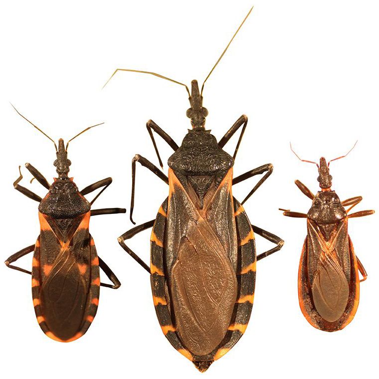 A photo of three "kissing bugs," all varied shades of copper or brown with stripes along the edges of their thorax